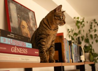 cat on the shelf